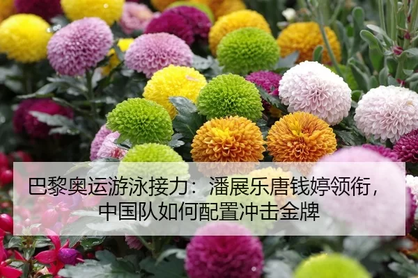 巴黎奥运游泳接力：潘展乐唐钱婷领衔，中国队如何配置冲击金牌