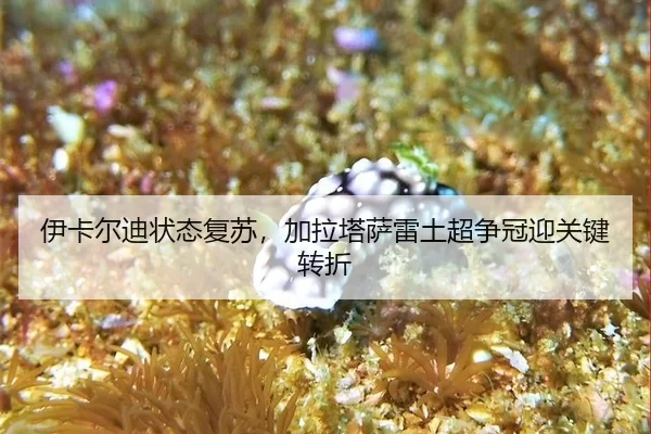 yi-ka-er-di-zhuang-tai-fu-su-jia-la-ta-sa-lei-tu-chao-zheng-guan-ying-guan-jian-zhuan-zhe-3-137.jpg